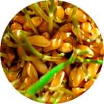 В составе крема Psorilax содержится масло зародышей пшеницы